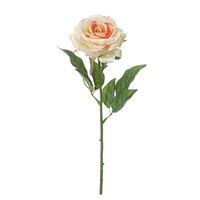 Rose fersken 60 cm